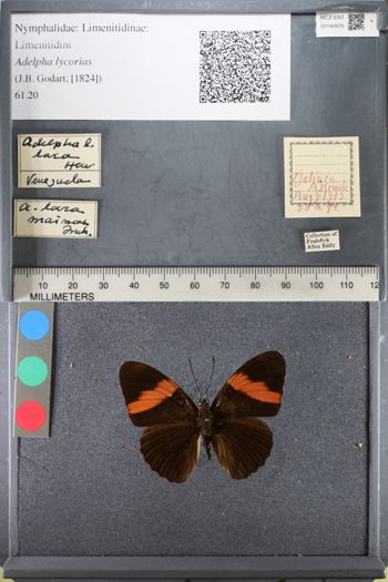 Media type: image;   Entomology 140976
